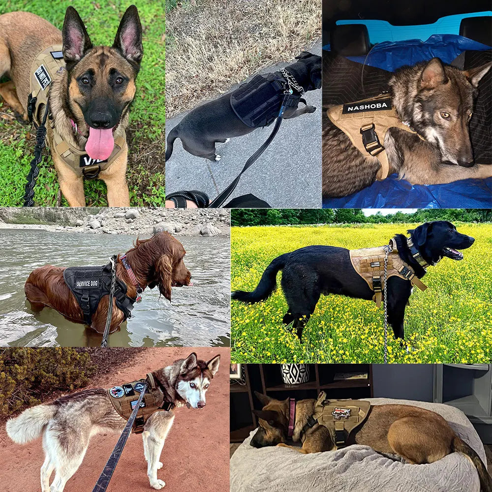 PETRAVEL CN Dog Harness And Leash Set Vest Training